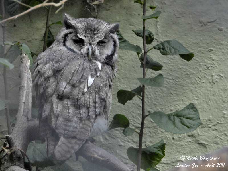 NORTHERN WHITE-FACED OWL