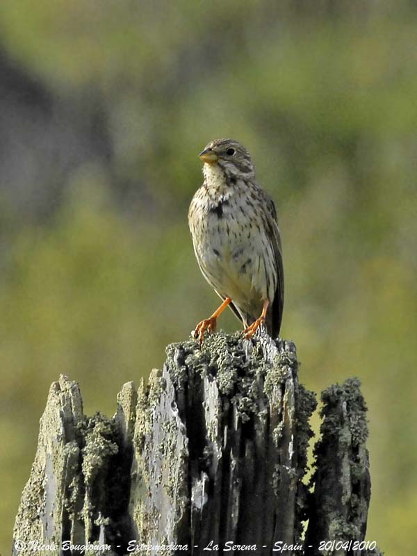 CORN BUNTING