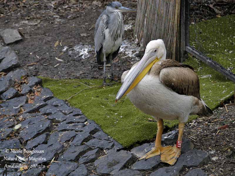 Great White Pelican juvenile and Grey Heron