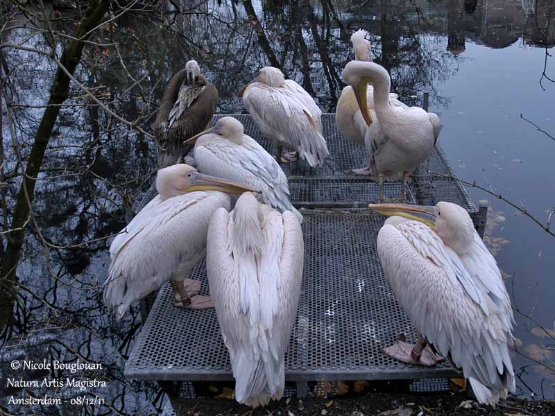 Great White Pelican group