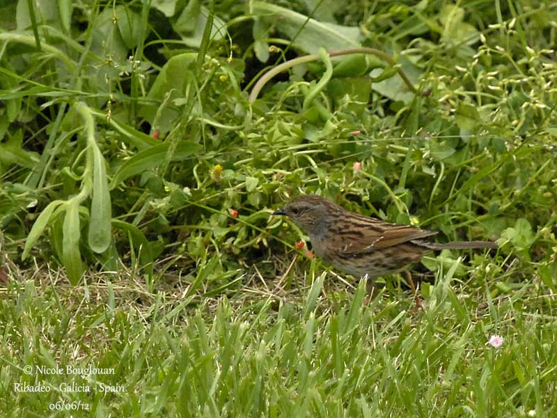 Dunnock 6808.jpg