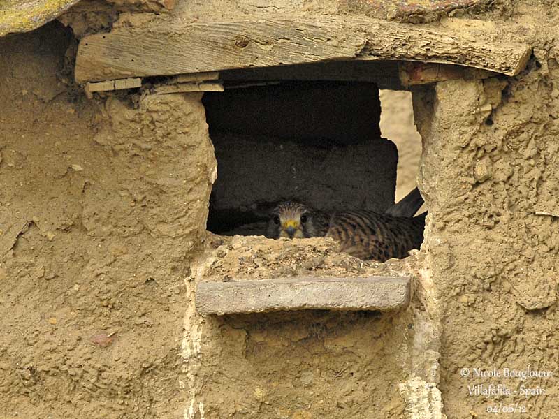 Lesser Kestrel female at nest