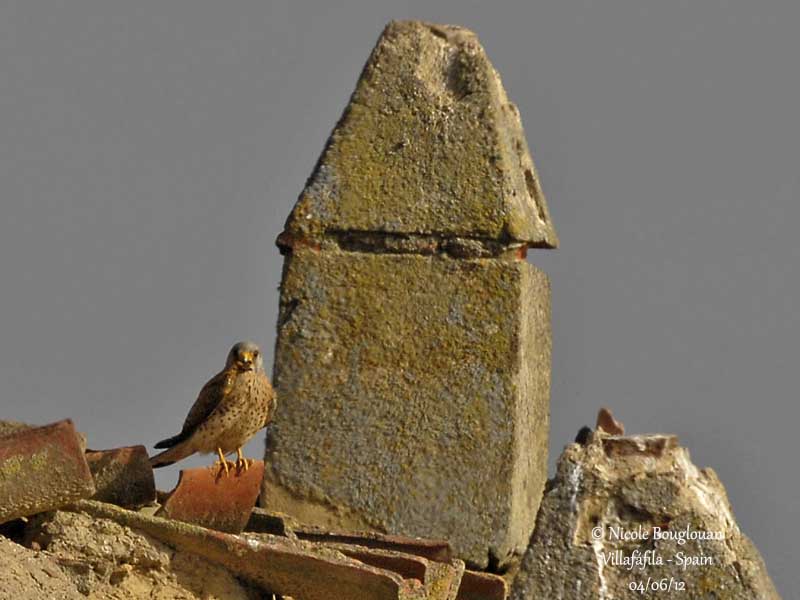 Lesser Kestrel male