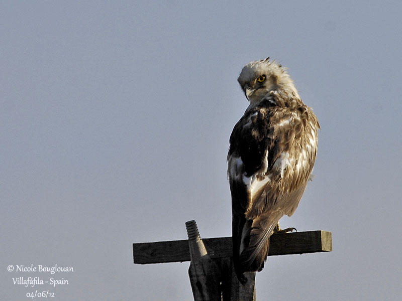 Short-toed Snake-Eagle juvenile