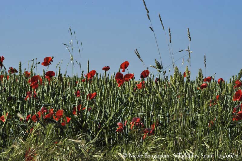 Poppies 