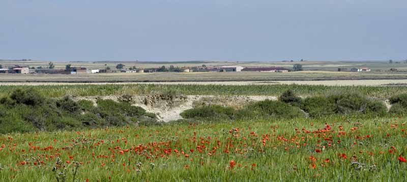 Farmland 