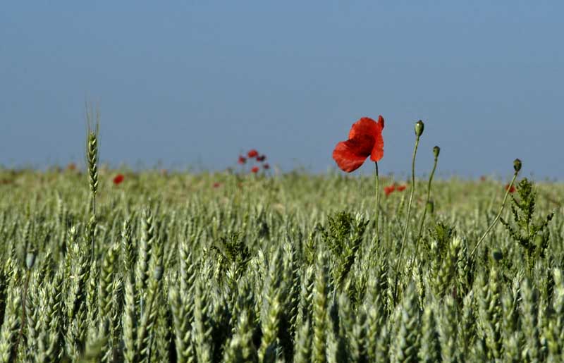 Poppies and Corn fields