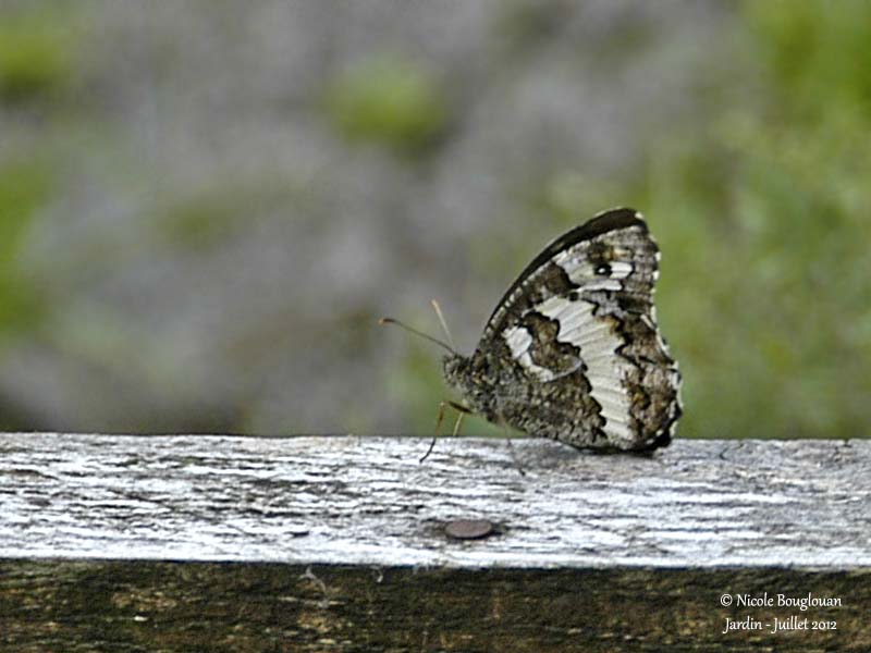 GREAT BANDED GRAYLING 