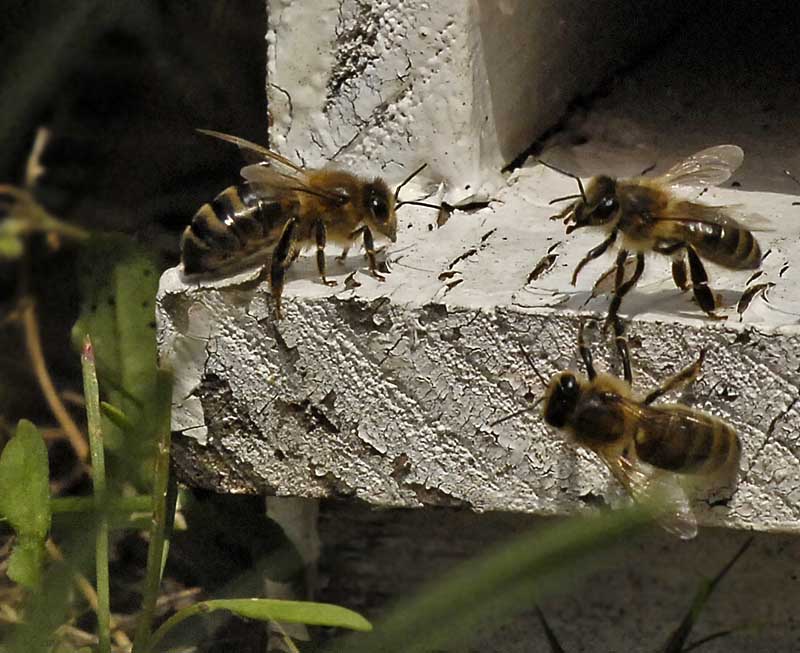Abeille europenne - Western Honey-bee