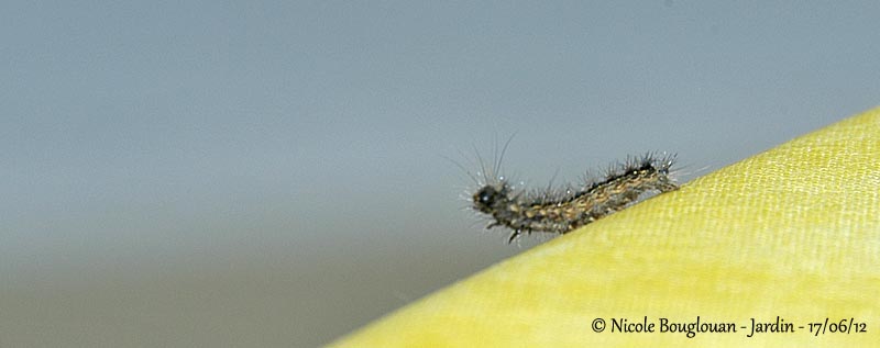 Unknown caterpillar