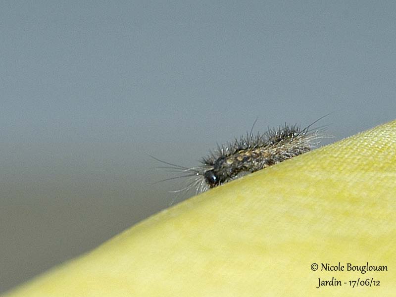 Unknown caterpillar 