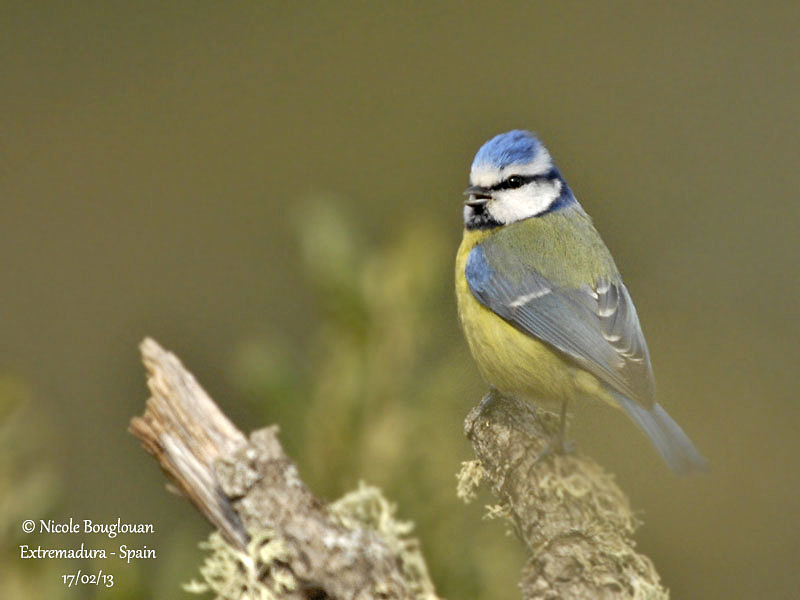 o2/12/647912/1/148929339.f7dMEIlW.BlueTit390.jpg