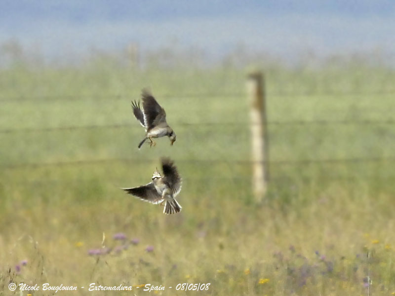 Calandra Lark displays