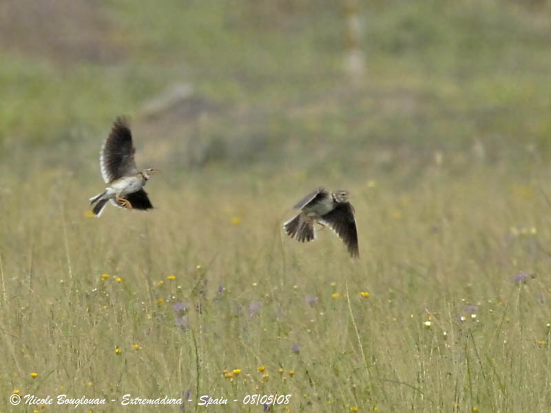 Calandra Lark displays