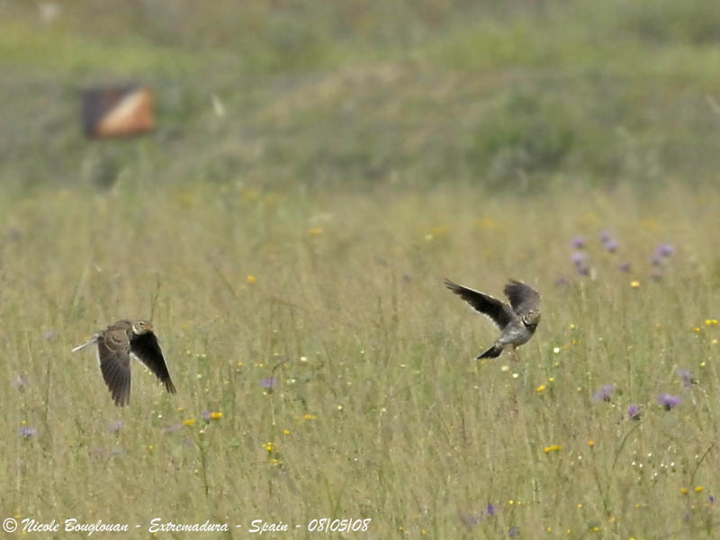 Calandra Lark displays