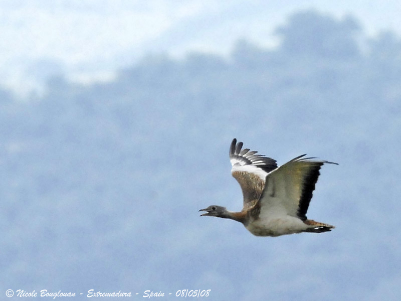 GREAT BUSTARD - OTIS TARDA - OUTARDE BARBUE