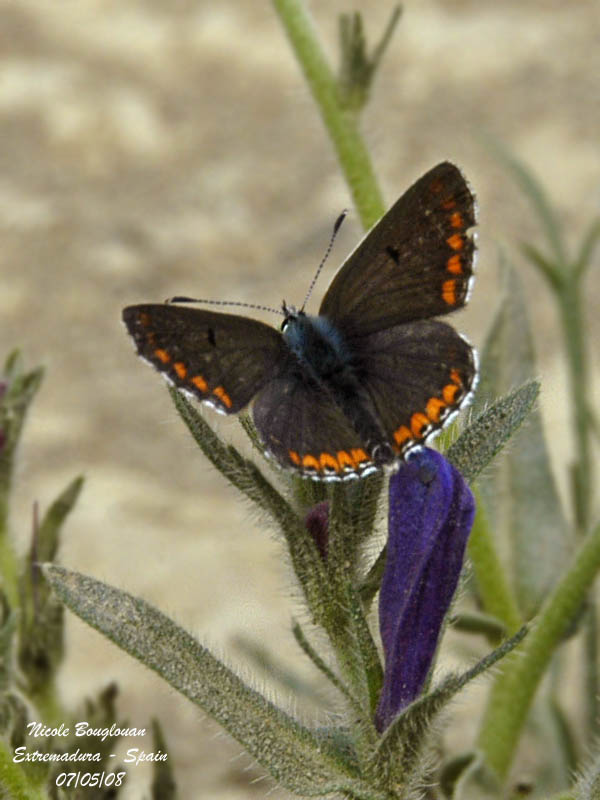 BROWN ARGUS - ARICOA AGESTIS - COLLIER DE CORAIL