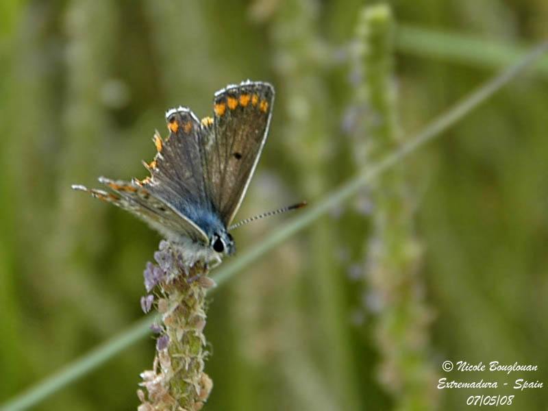 BROWN ARGUS - ARICOA AGESTIS - COLLIER DE CORAIL