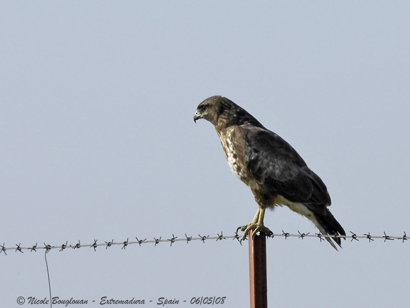 COMMON BUZZARD