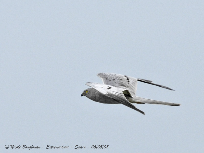 MONTAGUS HARRIER