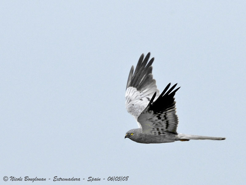 MONTAGUS HARRIER