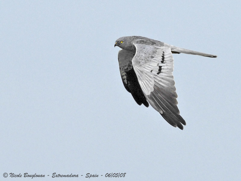 MONTAGUS HARRIER