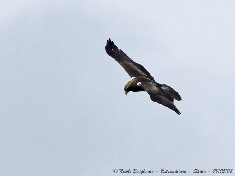 BOOTED EAGLE