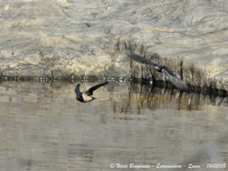 BARN SWALLOW - HIRUNDO RUSTICA - HIRONDELLE RUSTIQUE