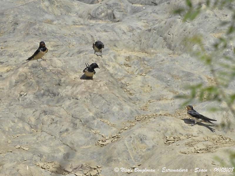 BARN SWALLOW - HIRUNDO RUSTICA - HIRONDELLE RUSTIQUE