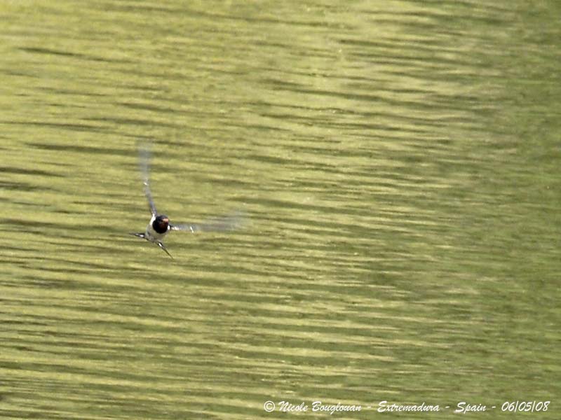 BARN SWALLOW - HIRUNDO RUSTICA - HIRONDELLE RUSTIQUE