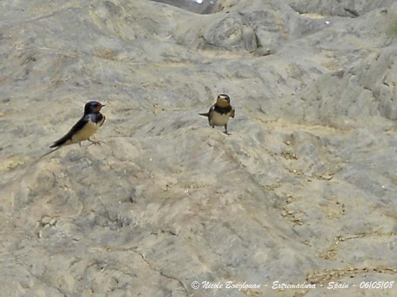 BARN SWALLOW - HIRUNDO RUSTICA - HIRONDELLE RUSTIQUE