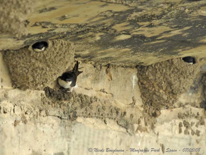 COMMON HOUSE MARTIN - DELICHON URBICA - HIRONDELLE DE FENETRE