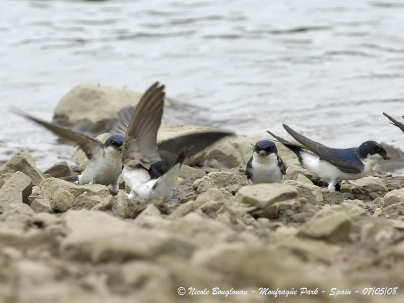 COMMON HOUSE MARTIN - DELICHON URBICA - HIRONDELLE DE FENETRE