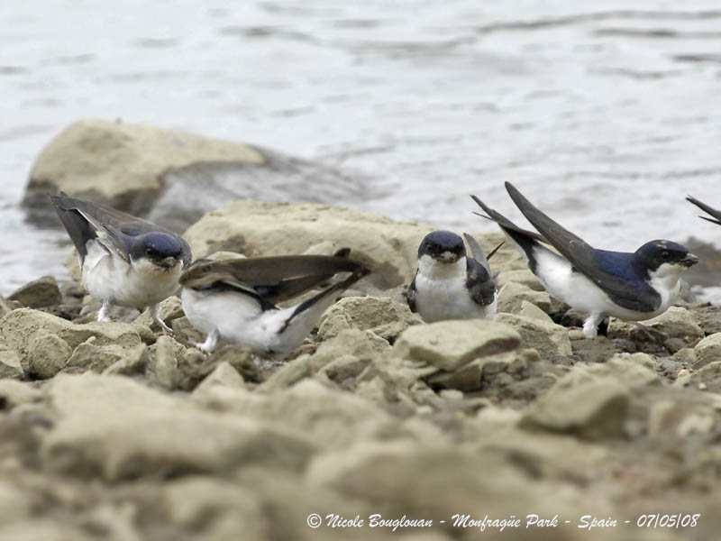 COMMON HOUSE MARTIN - DELICHON URBICA - HIRONDELLE DE FENETRE