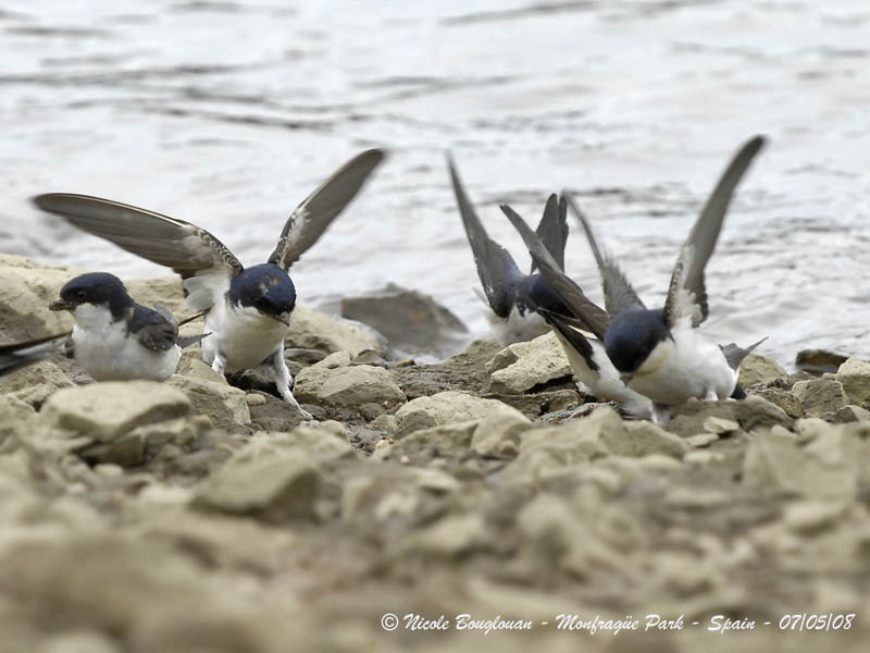 COMMON HOUSE MARTIN - DELICHON URBICA - HIRONDELLE DE FENETRE