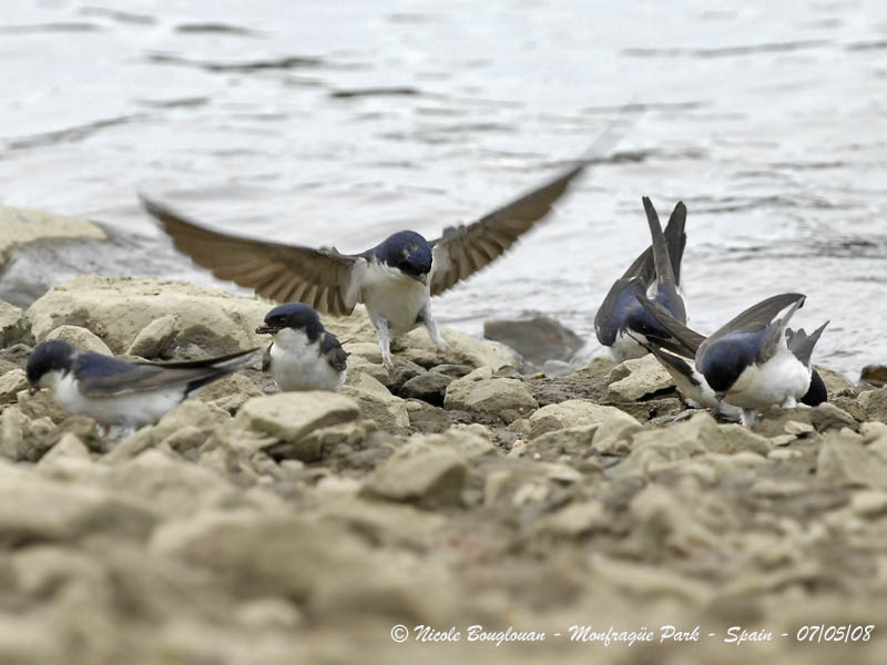 COMMON HOUSE MARTIN - DELICHON URBICA - HIRONDELLE DE FENETRE