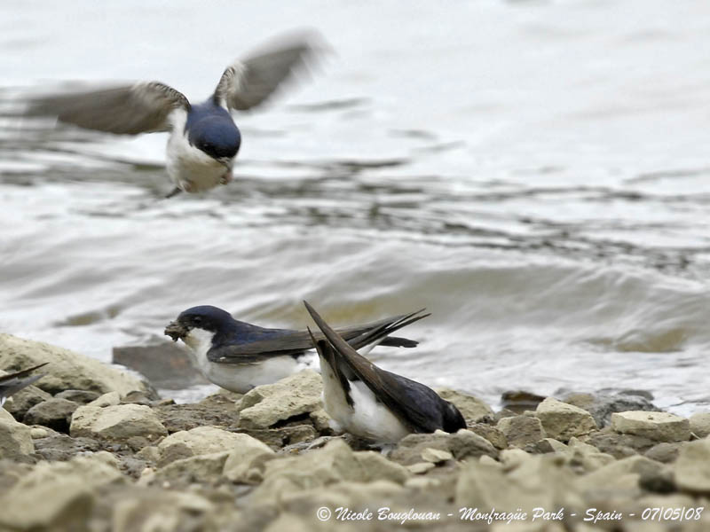 COMMON HOUSE MARTIN - DELICHON URBICA - HIRONDELLE DE FENETRE