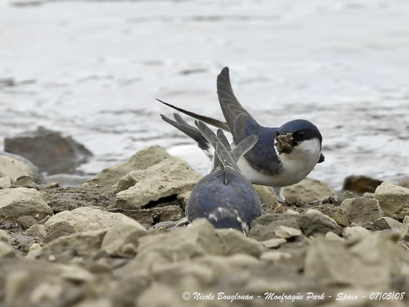 COMMON HOUSE MARTIN - DELICHON URBICA - HIRONDELLE DE FENETRE