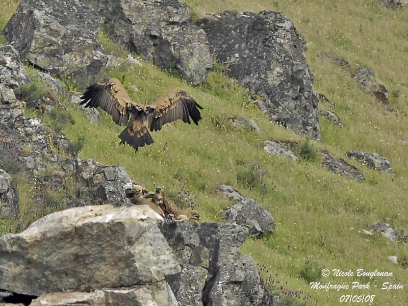EURASIAN GRIFFON VULTURE - GYPS FULVUS - VAUTOUR FAUVE