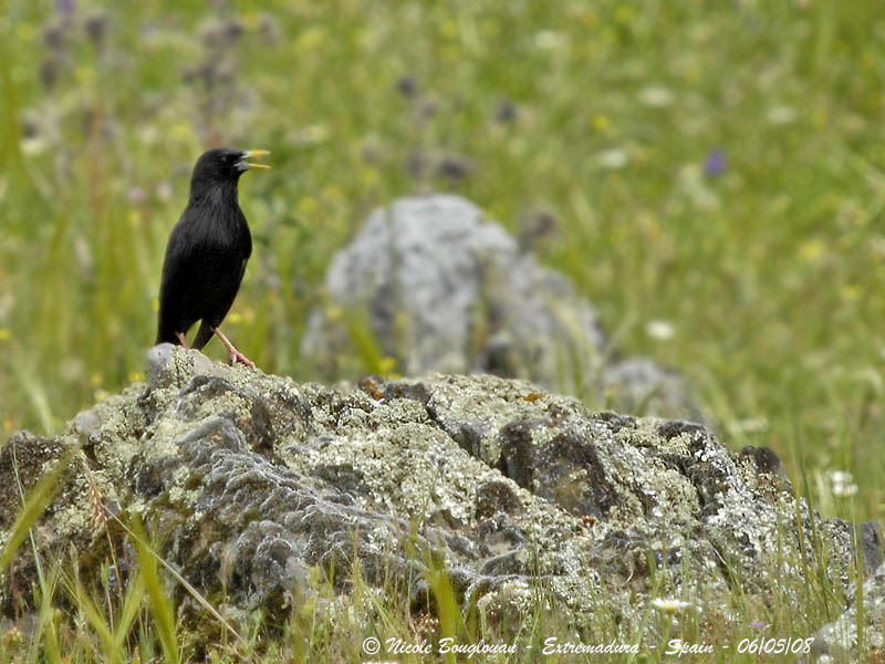 SPOTLESS STARLING - STURNUS UNICOLOR - ETOURNEAU UNICOLORE