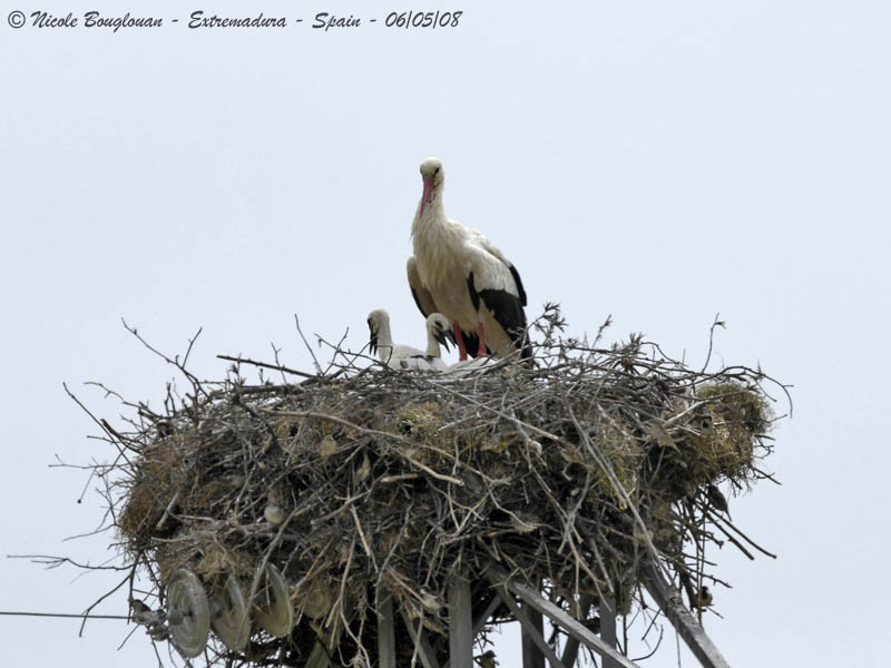 WHITE STORK