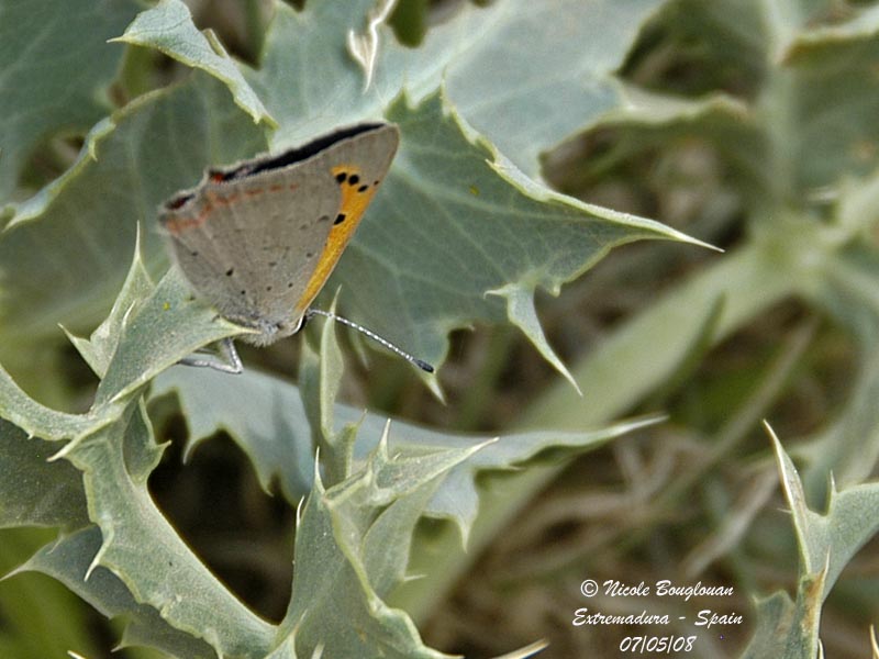 SMALL COOPER - LYCAENA PHLAEAS - CUIVRE COMMUN