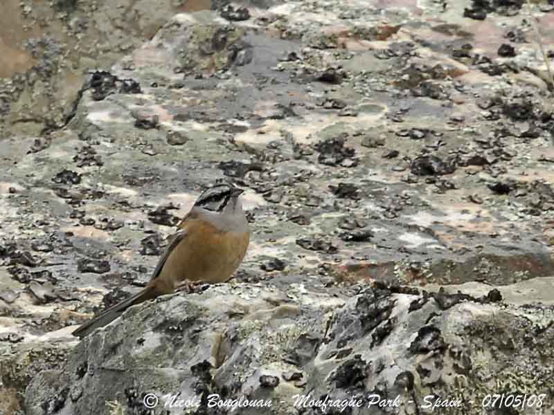 ROCK BUNTING - EMBERIZA CIA - BRUANT FOU