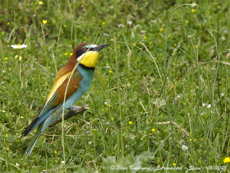 European Bee-eater male