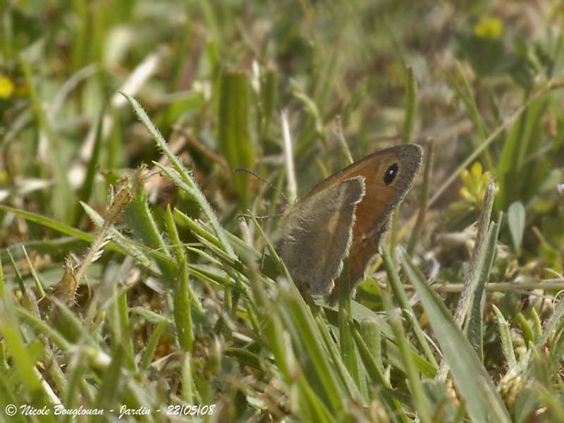 SMALL HEATH - COENONYMPHA PAMPHILUS - LE PROCRIS ou FADET COMMUN