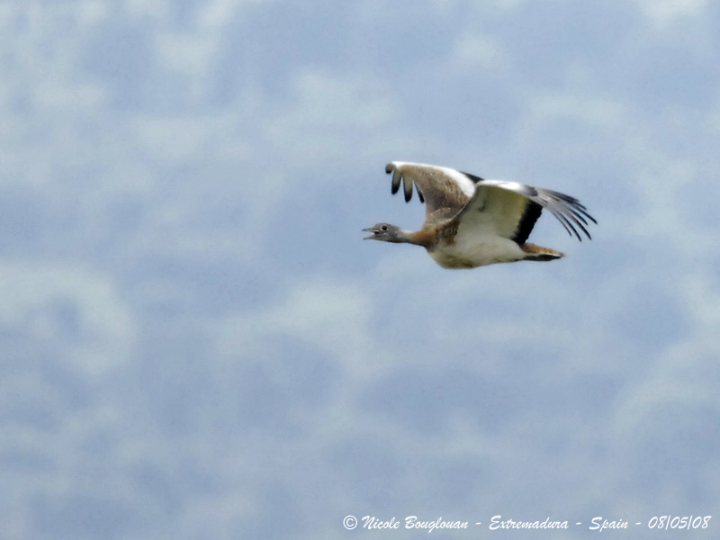 GREAT BUSTARD - OTIS TARDA - OUTARDE BARBUE