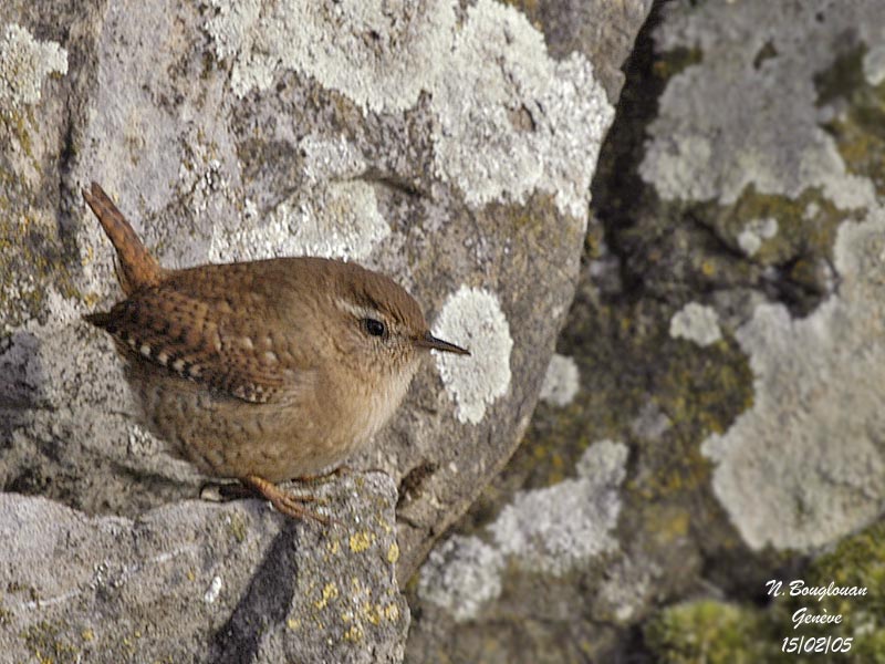 EURASIAN WREN