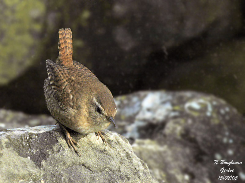 EURASIAN WREN