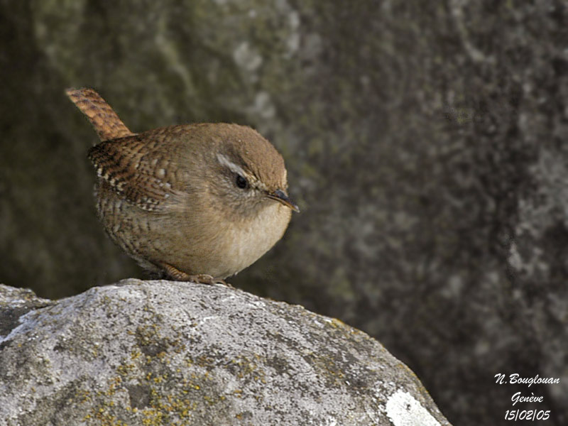 EURASIAN WREN