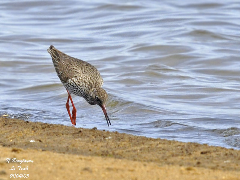 COMMON-REDSHANK